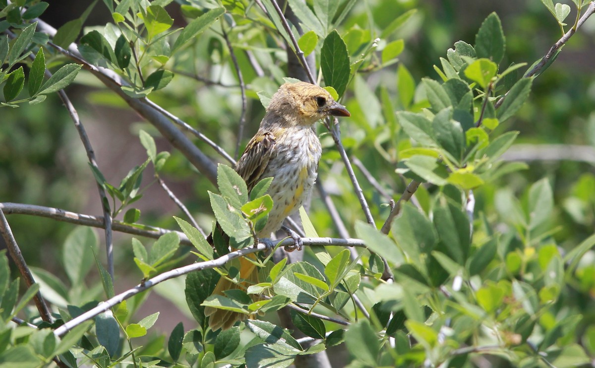 Summer Tanager - ML646434001
