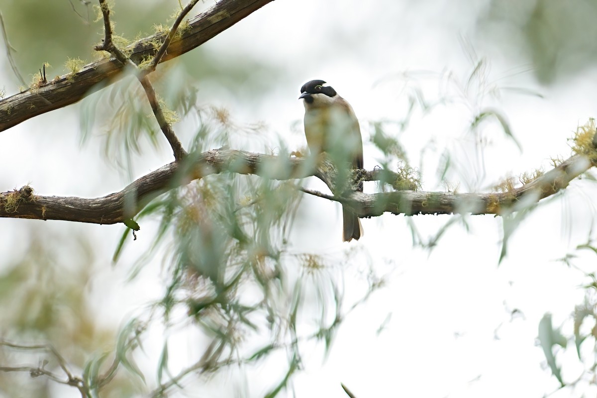 Strong-billed Honeyeater - ML646434002