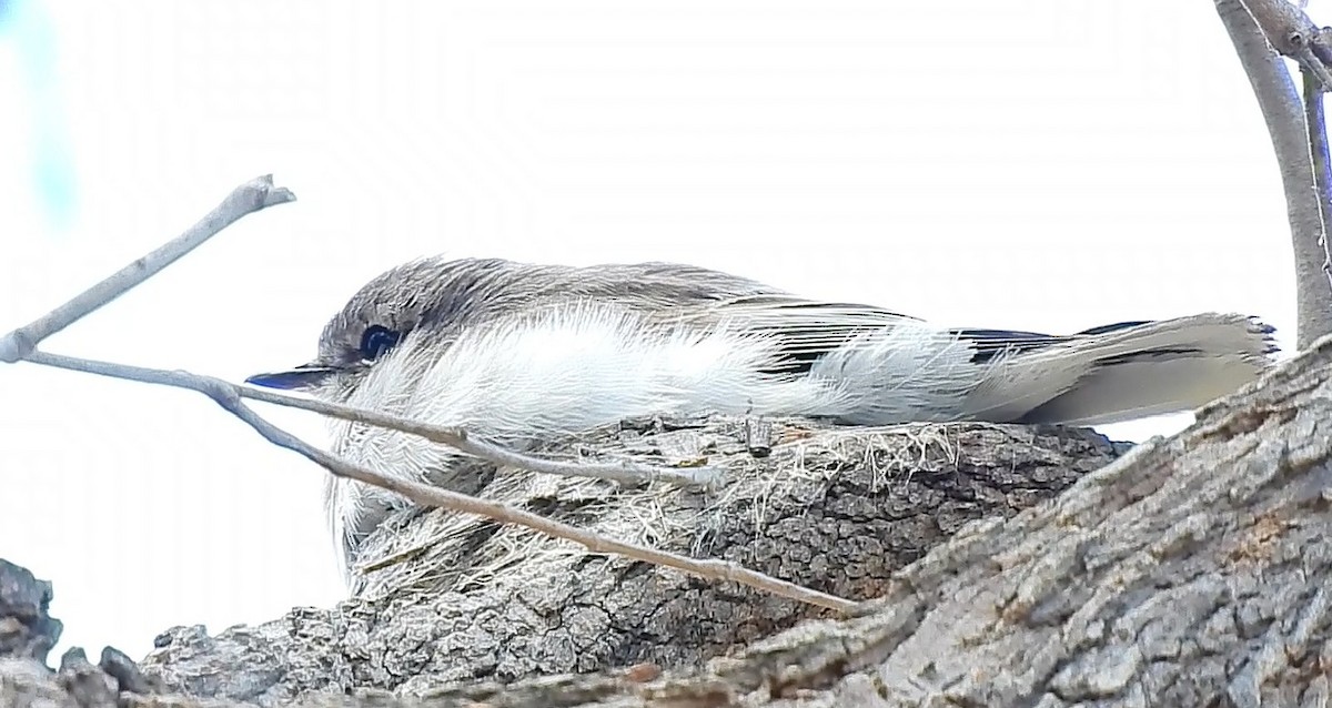 Jacky-winter - ML646434007