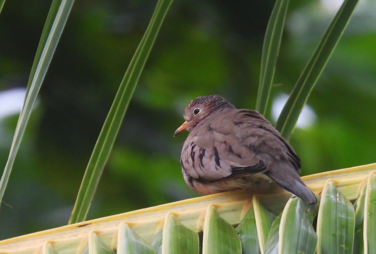 Common Ground Dove - ML646434008