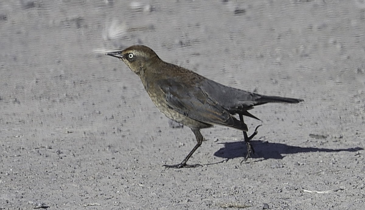 Rusty Blackbird - ML646434009