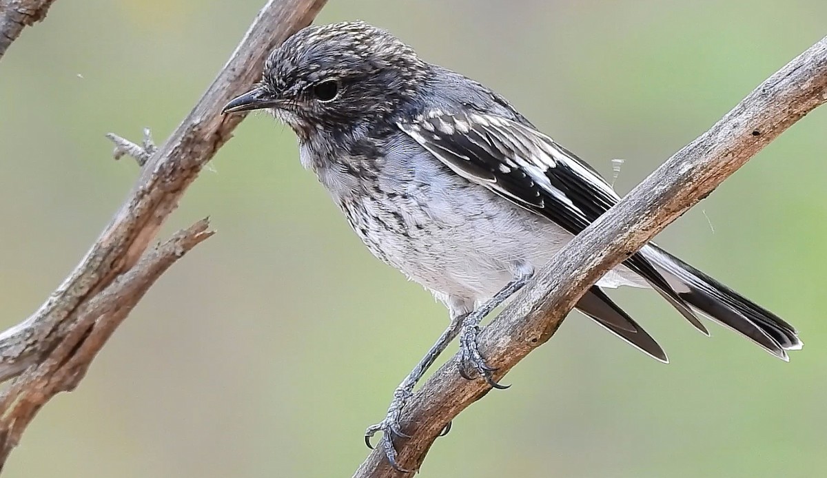 Hooded Robin - ML646434010