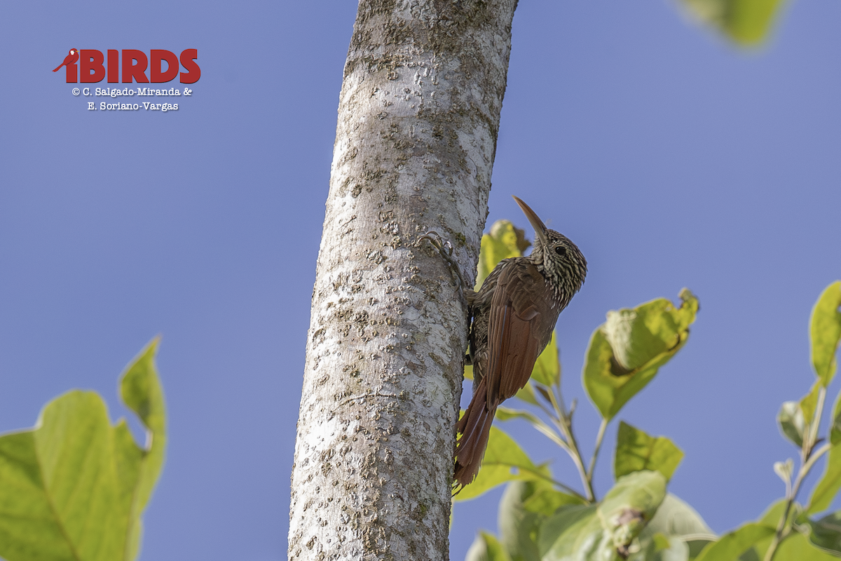 Streak-headed Woodcreeper - ML646434011