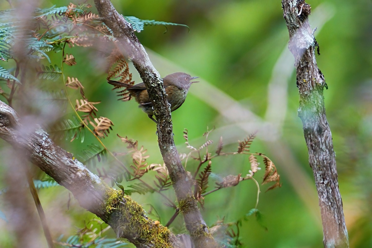 Tasmanian Scrubwren - ML646434012