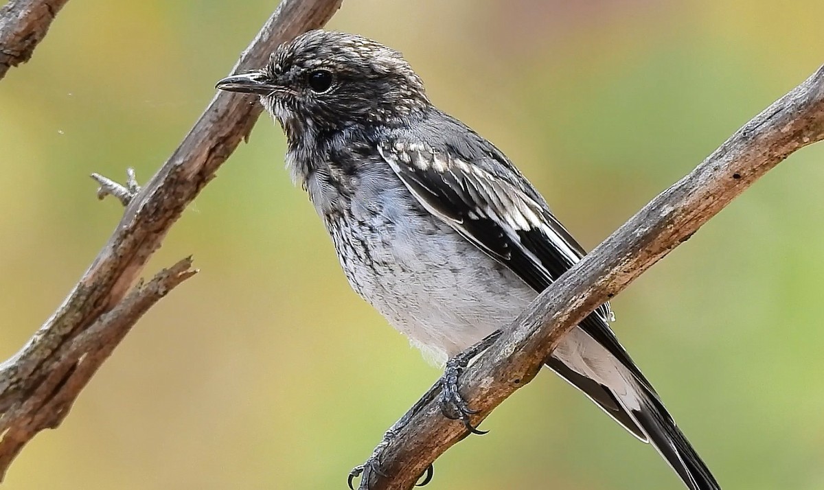 Hooded Robin - ML646434013