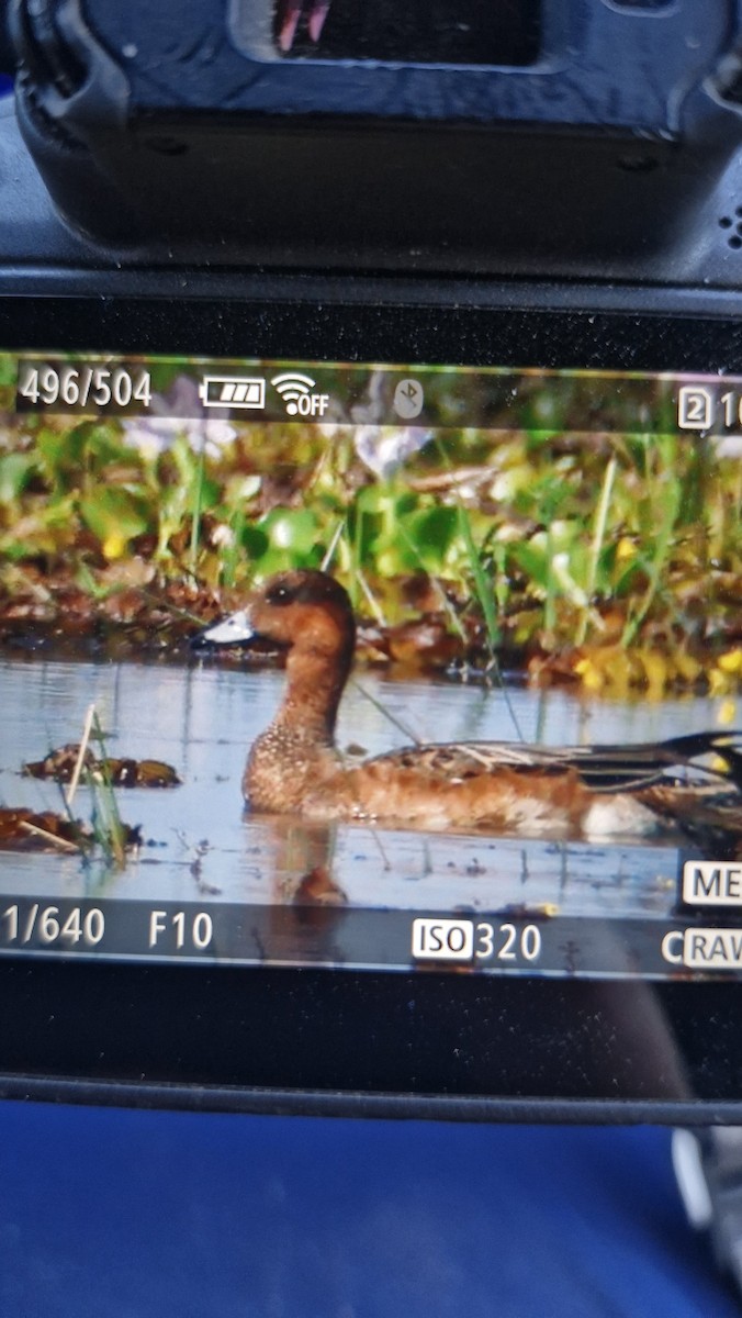 赤頸鴨 - ML646434014