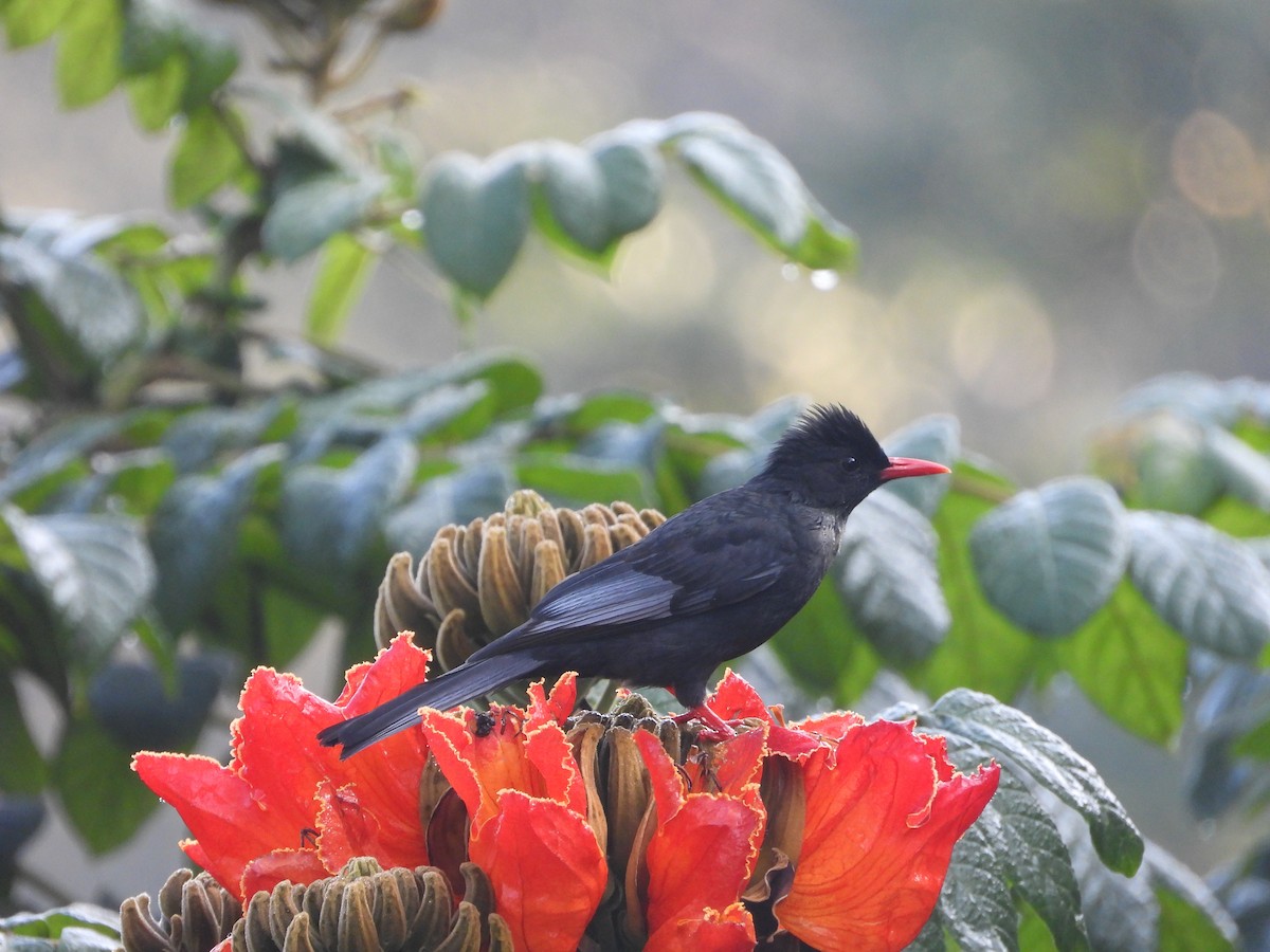 紅嘴黑鵯(臺灣) - ML646434015