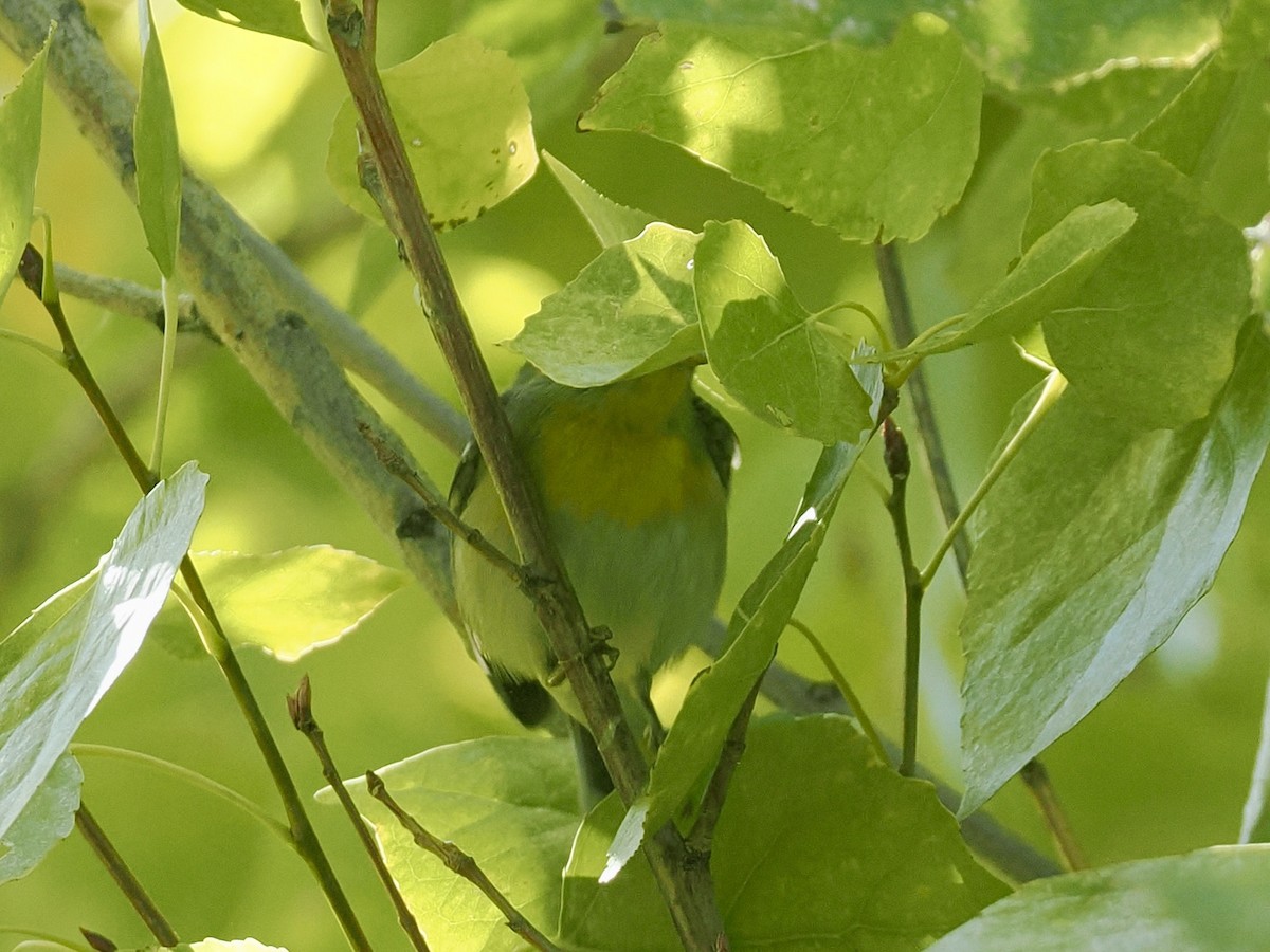 Northern Parula - ML646434017