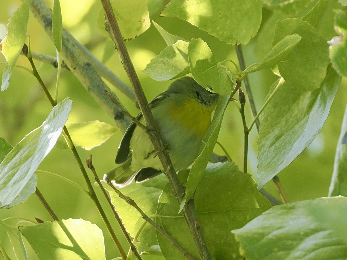 Northern Parula - ML646434018