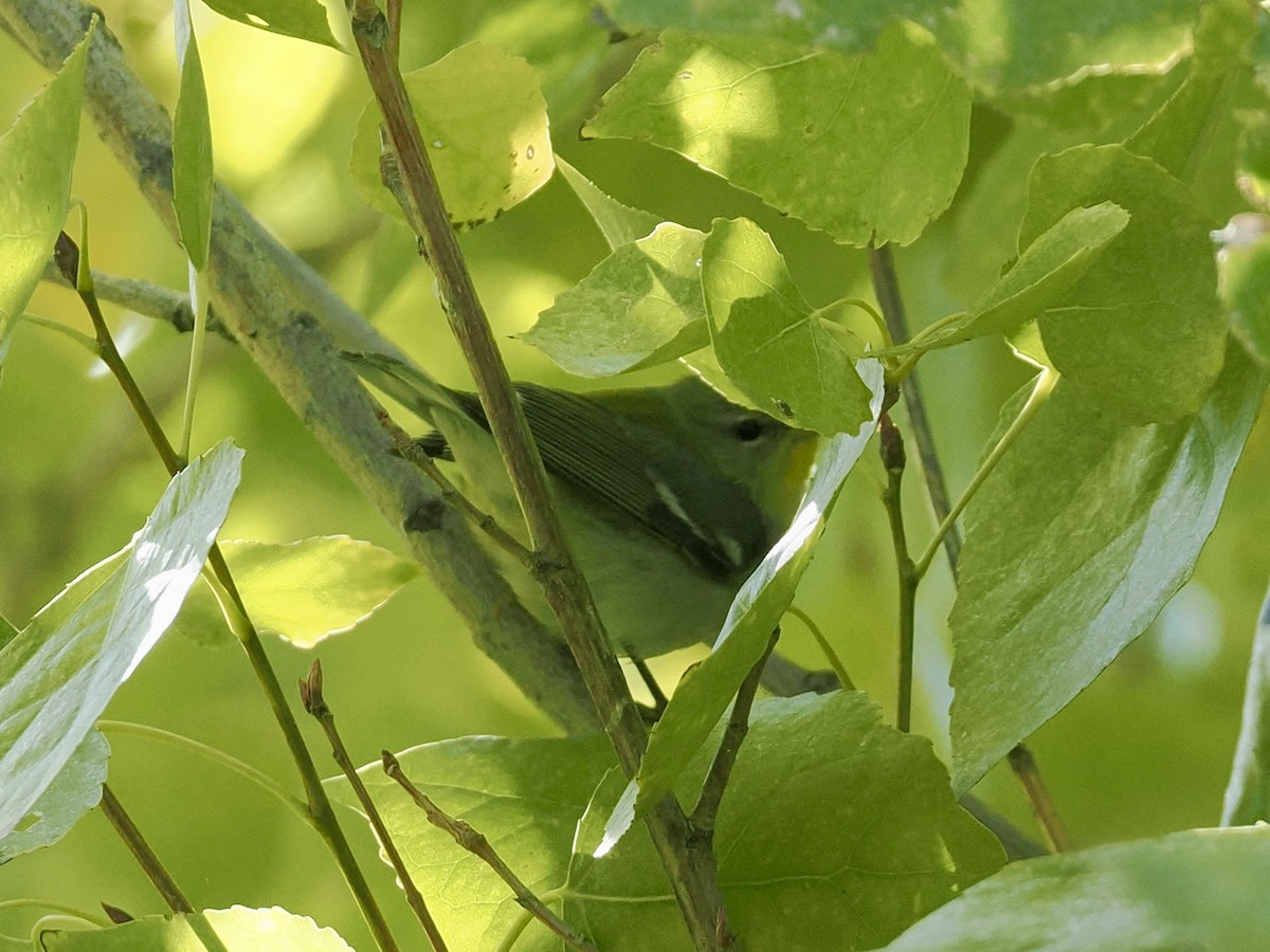 Northern Parula - ML646434019