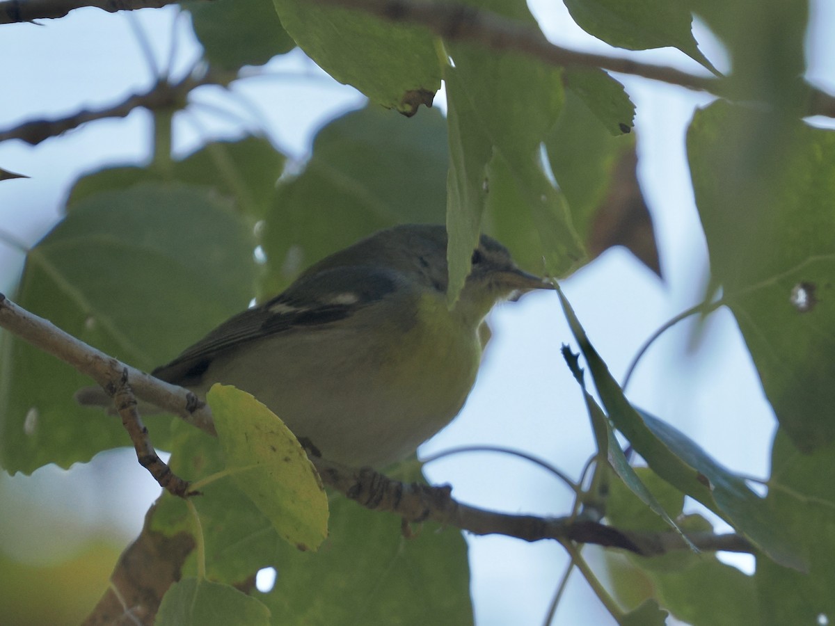 Northern Parula - ML646434020