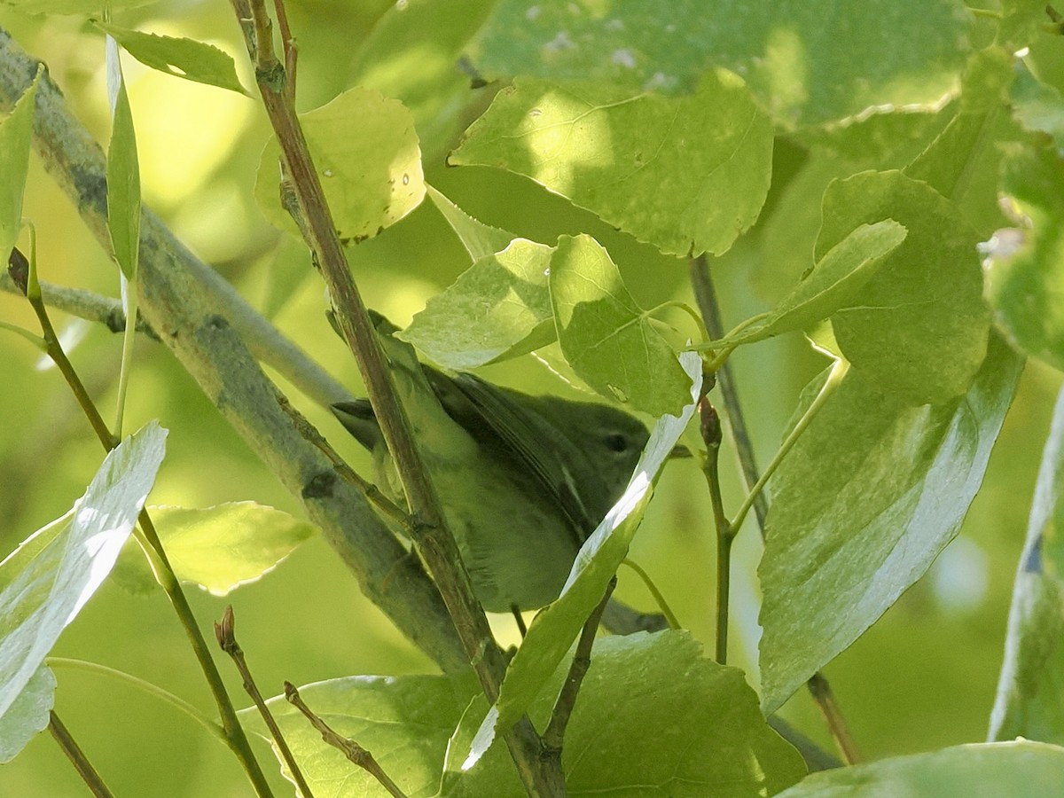 Northern Parula - ML646434021