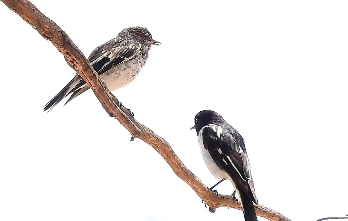 Hooded Robin - ML646434023