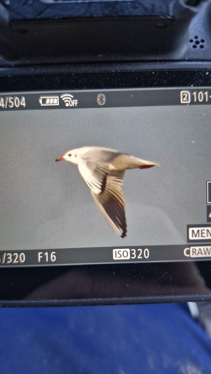 紅嘴鷗 - ML646434024