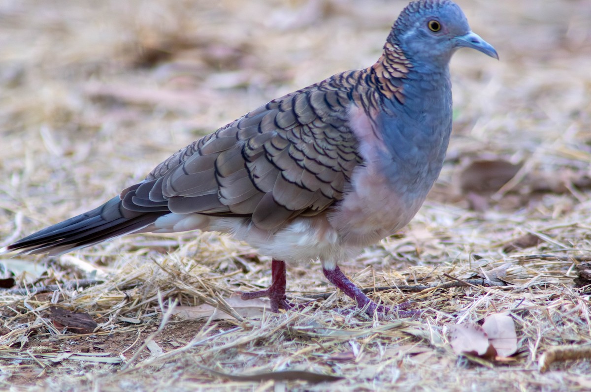 Bar-shouldered Dove - ML646434025