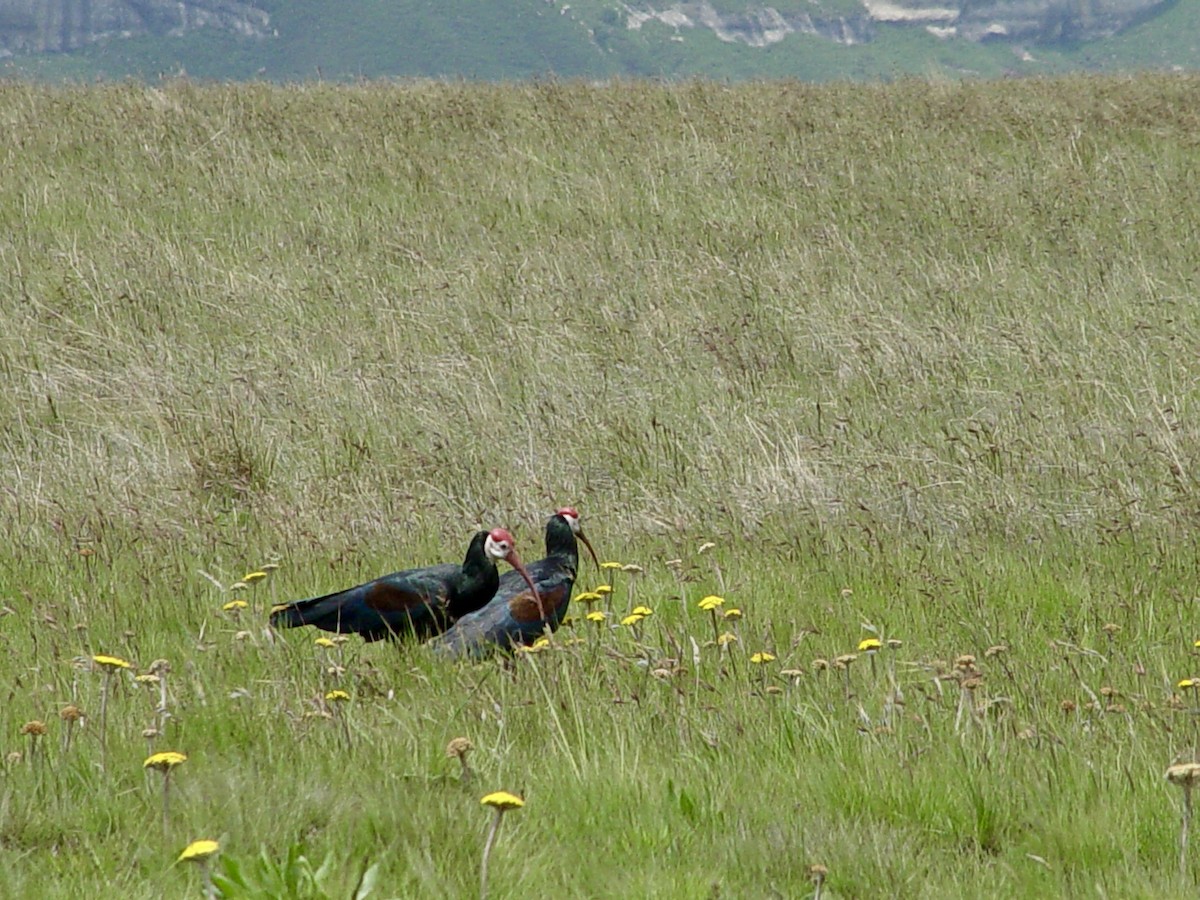 Southern Bald Ibis - ML646434026