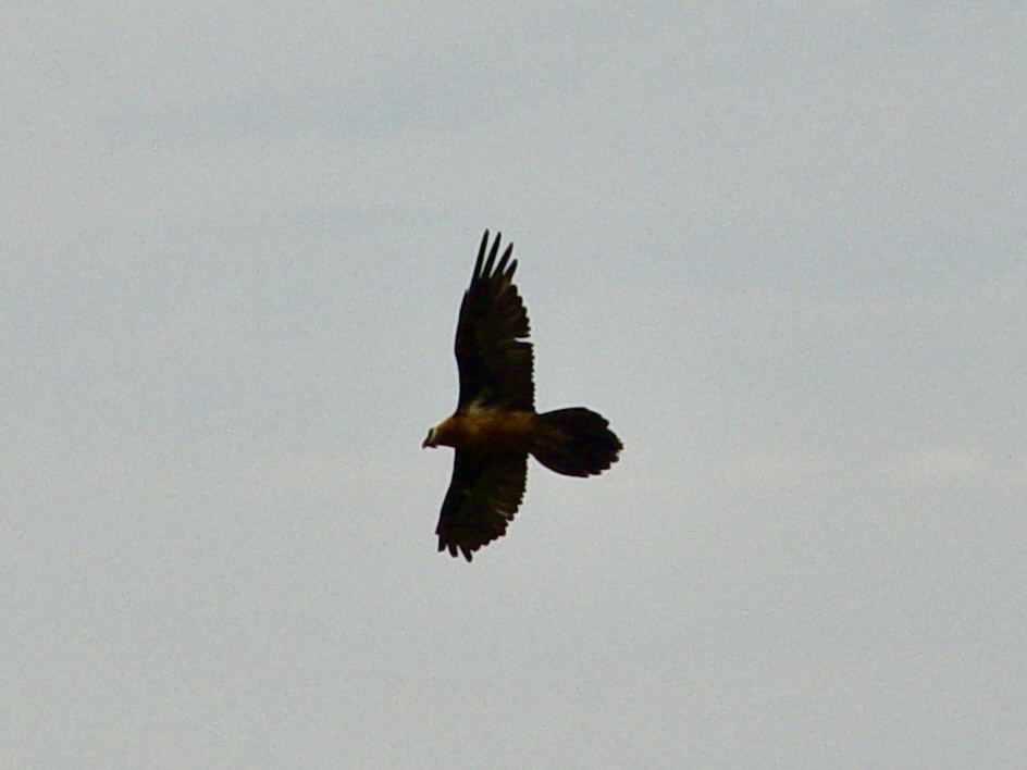 Bearded Vulture - ML646434029
