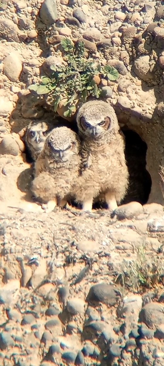 Great Horned Owl - ML646434031