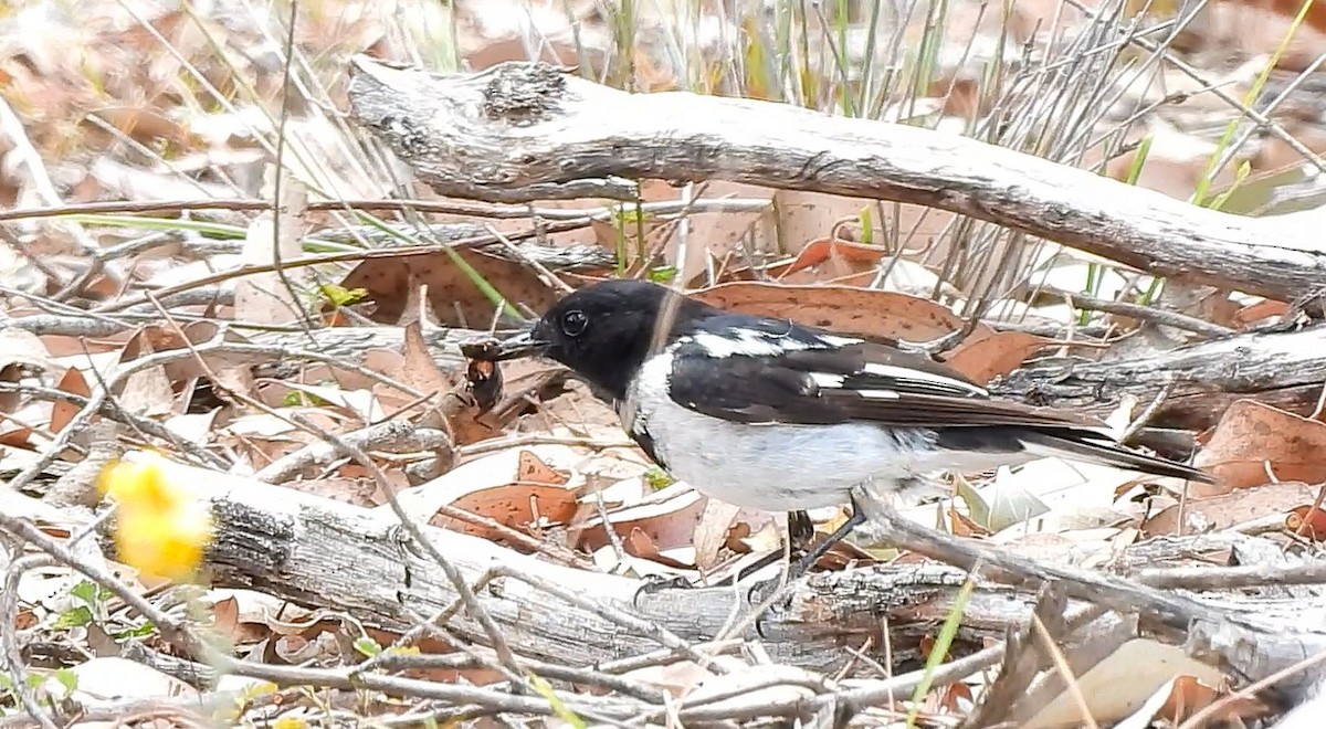 Hooded Robin - ML646434032