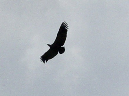 Cape Griffon - ML646434033