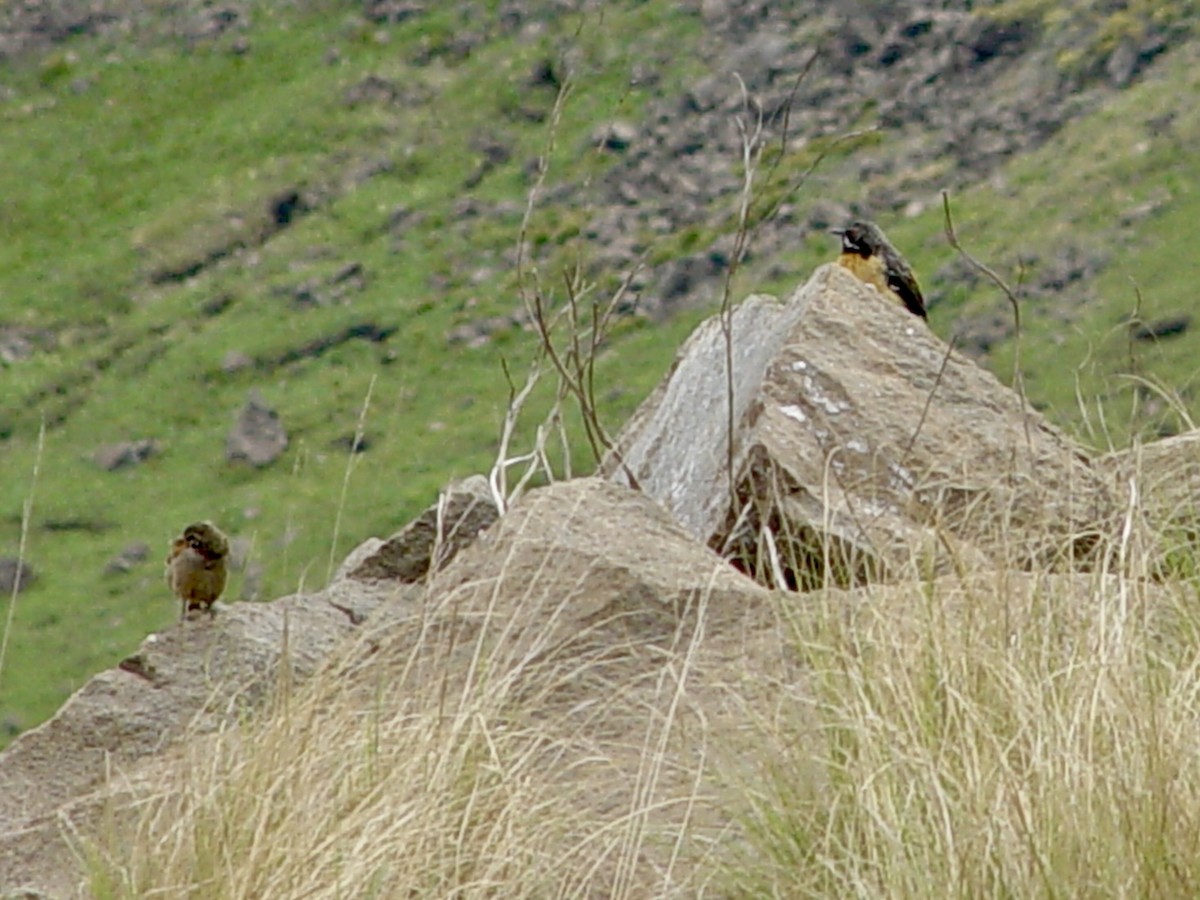 Drakensberg Rockjumper - ML646434034