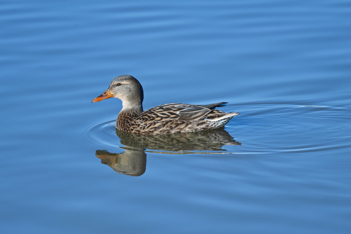 綠頭鴨 - ML646434035