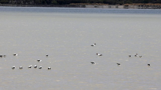 Red-necked Avocet - ML646434037