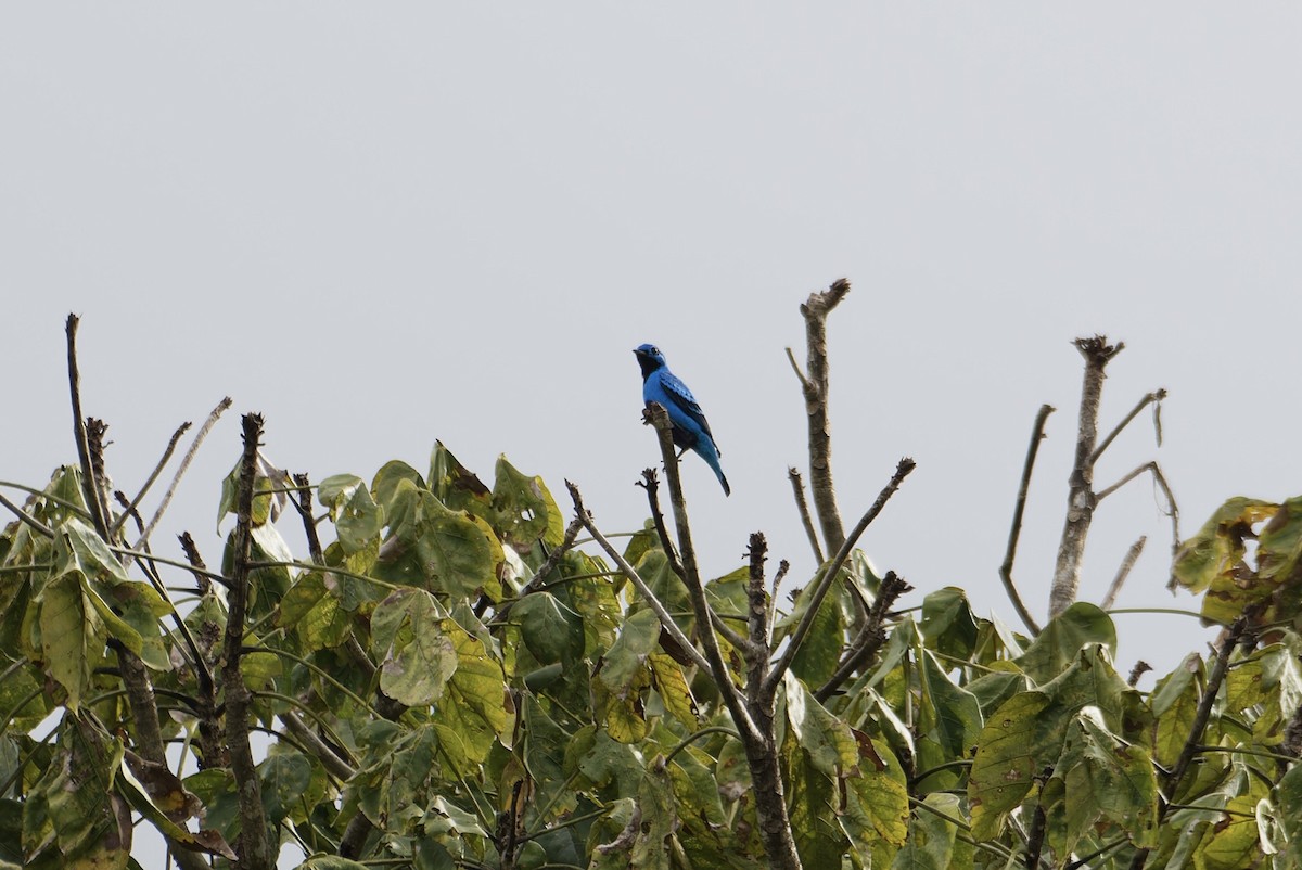 Blue Cotinga - ML646434038