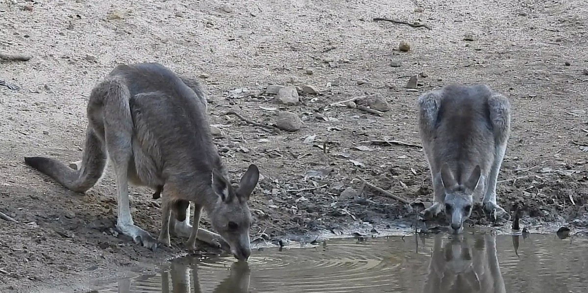 Eastern Grey Kangaroo - ML646434039