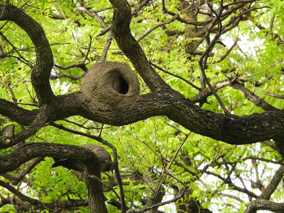 Rufous Hornero - ML646434041