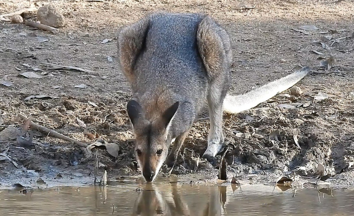 Red-necked Wallaby - ML646434043
