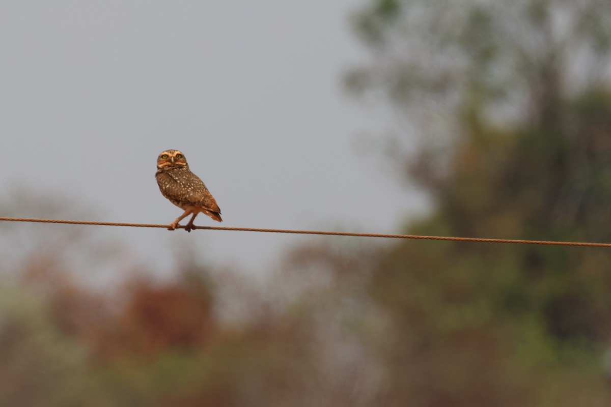 Burrowing Owl - ML646434047