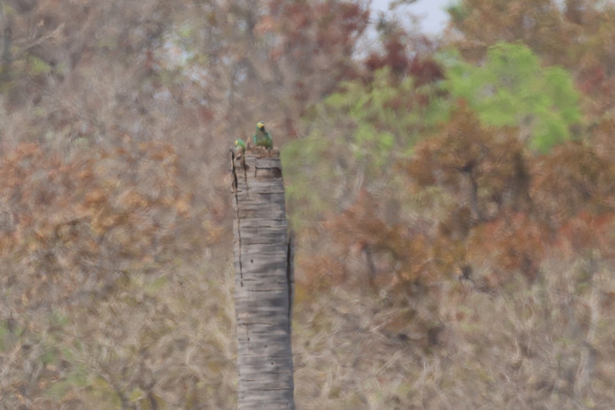 Red-bellied Macaw - ML646434048