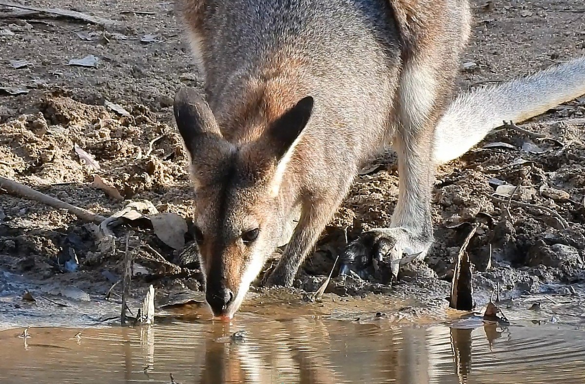 Red-necked Wallaby - ML646434049