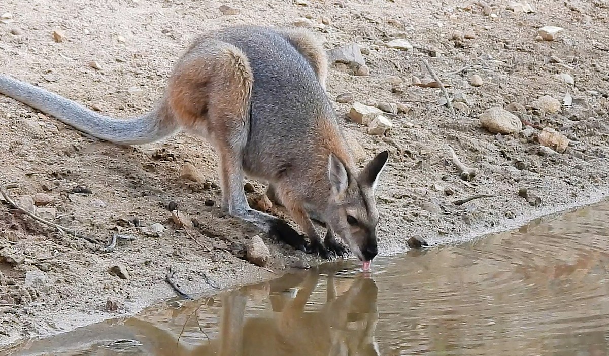 Red-necked Wallaby - ML646434050