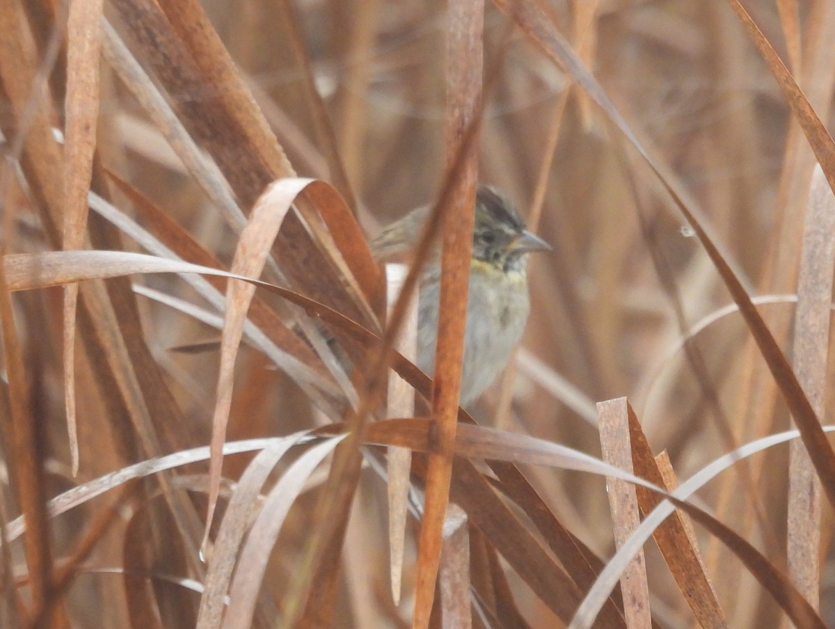 Swamp Sparrow - ML646434052