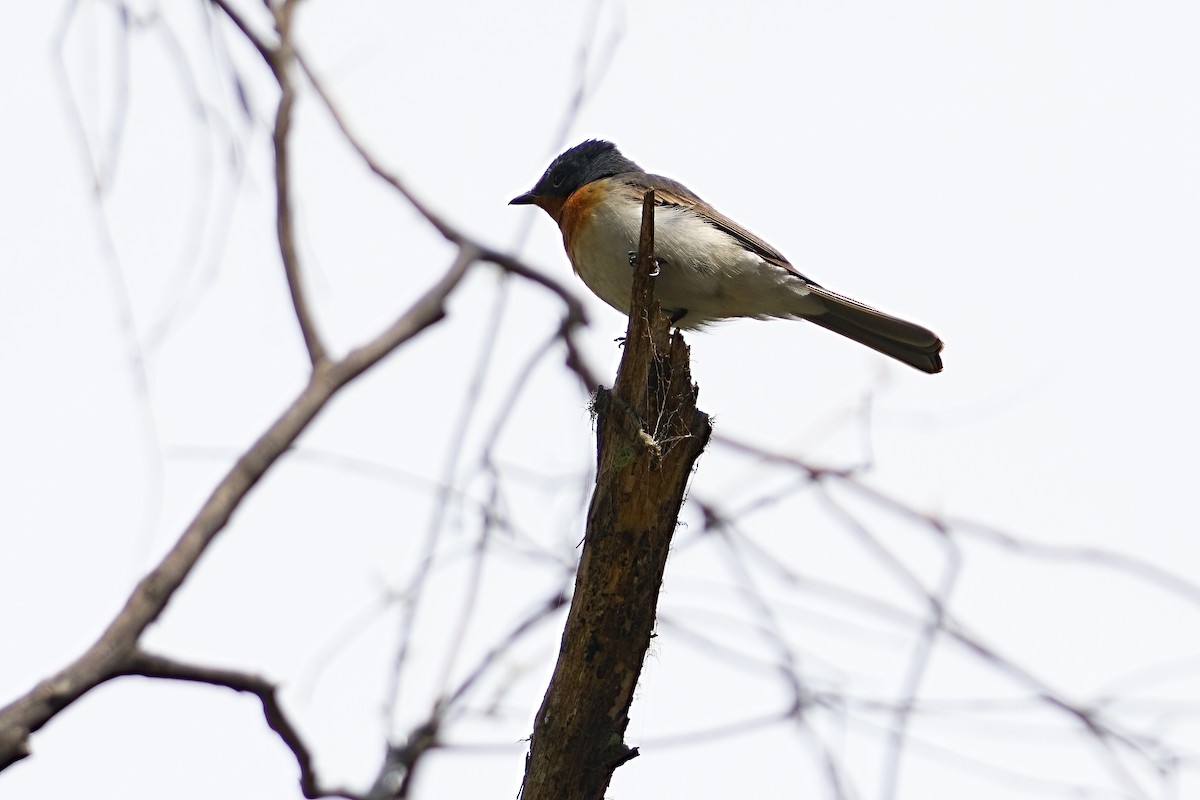 Satin Flycatcher - ML646434053