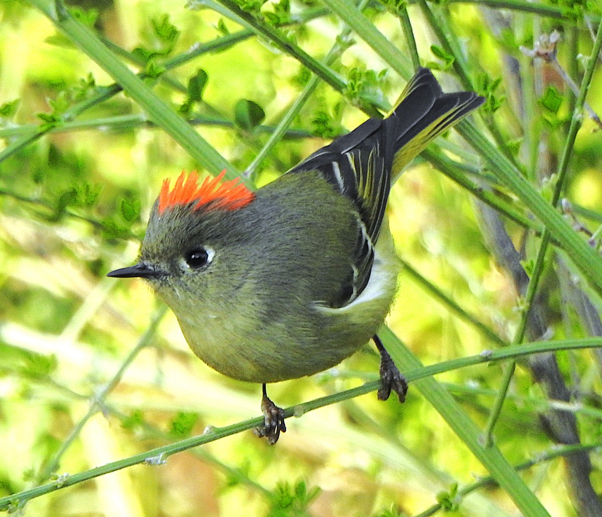 Ruby-crowned Kinglet - ML646434054