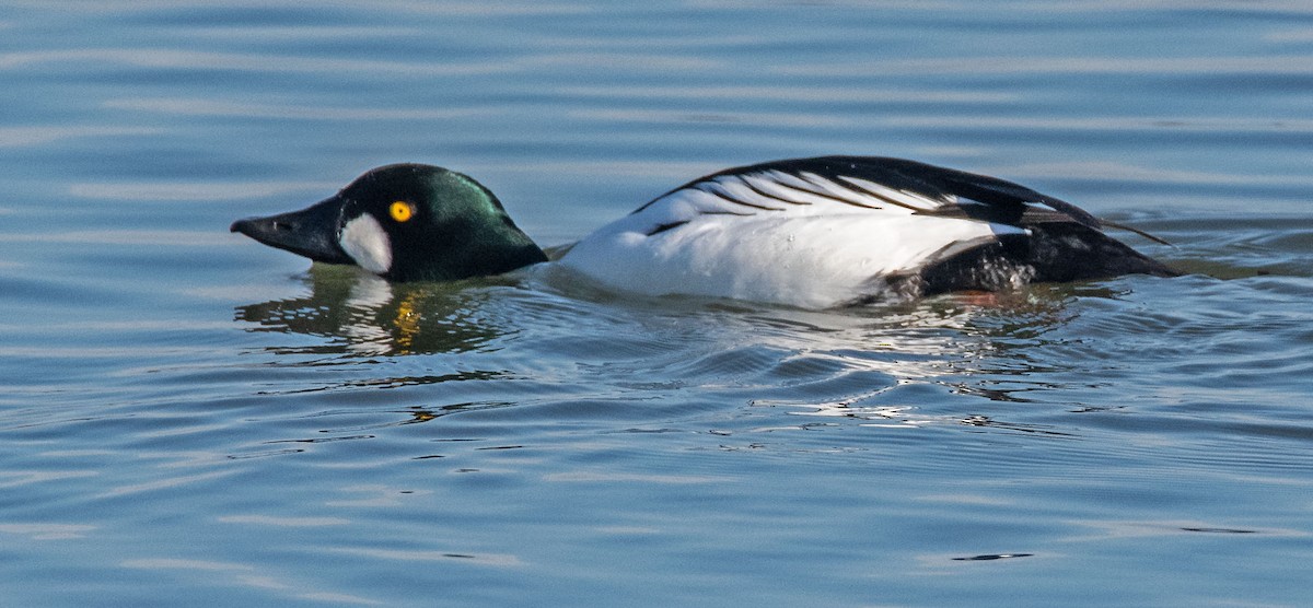 Common Goldeneye - ML646434055