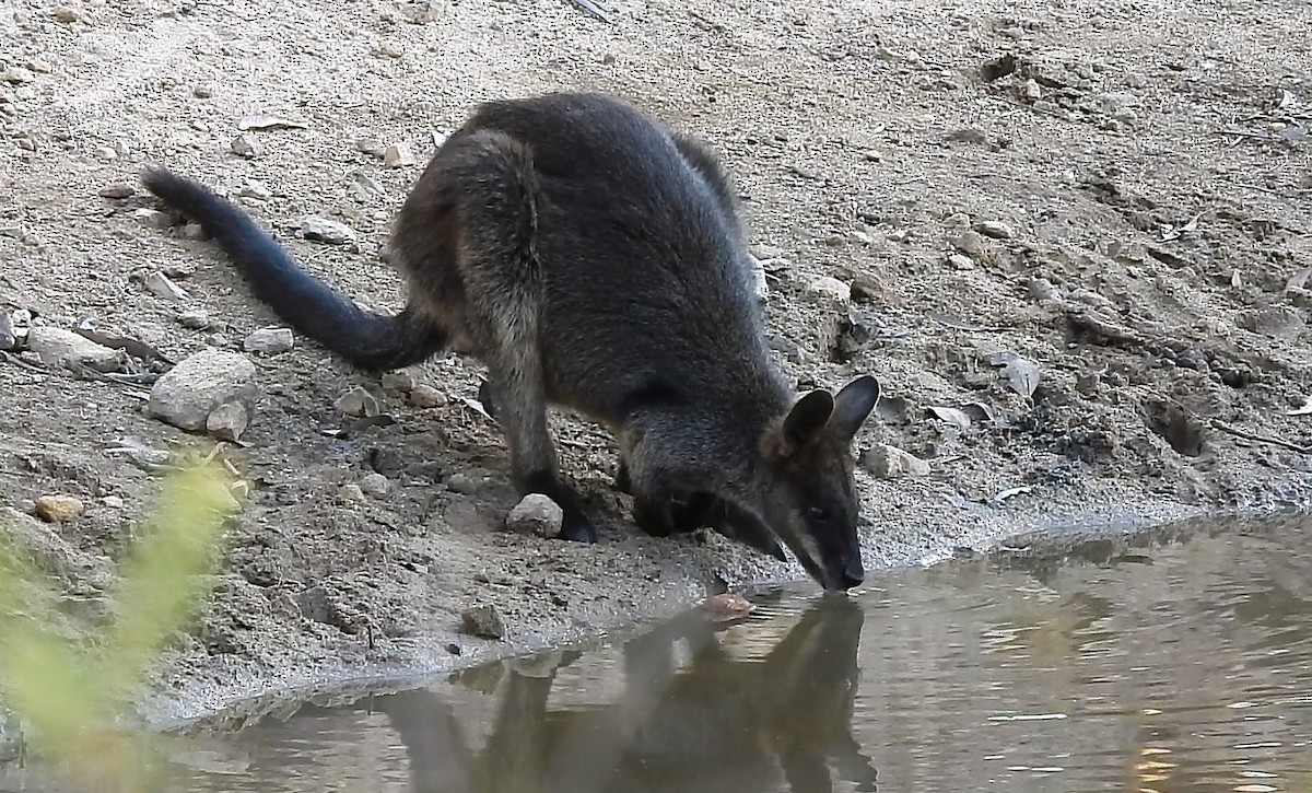 Swamp Wallaby - ML646434057