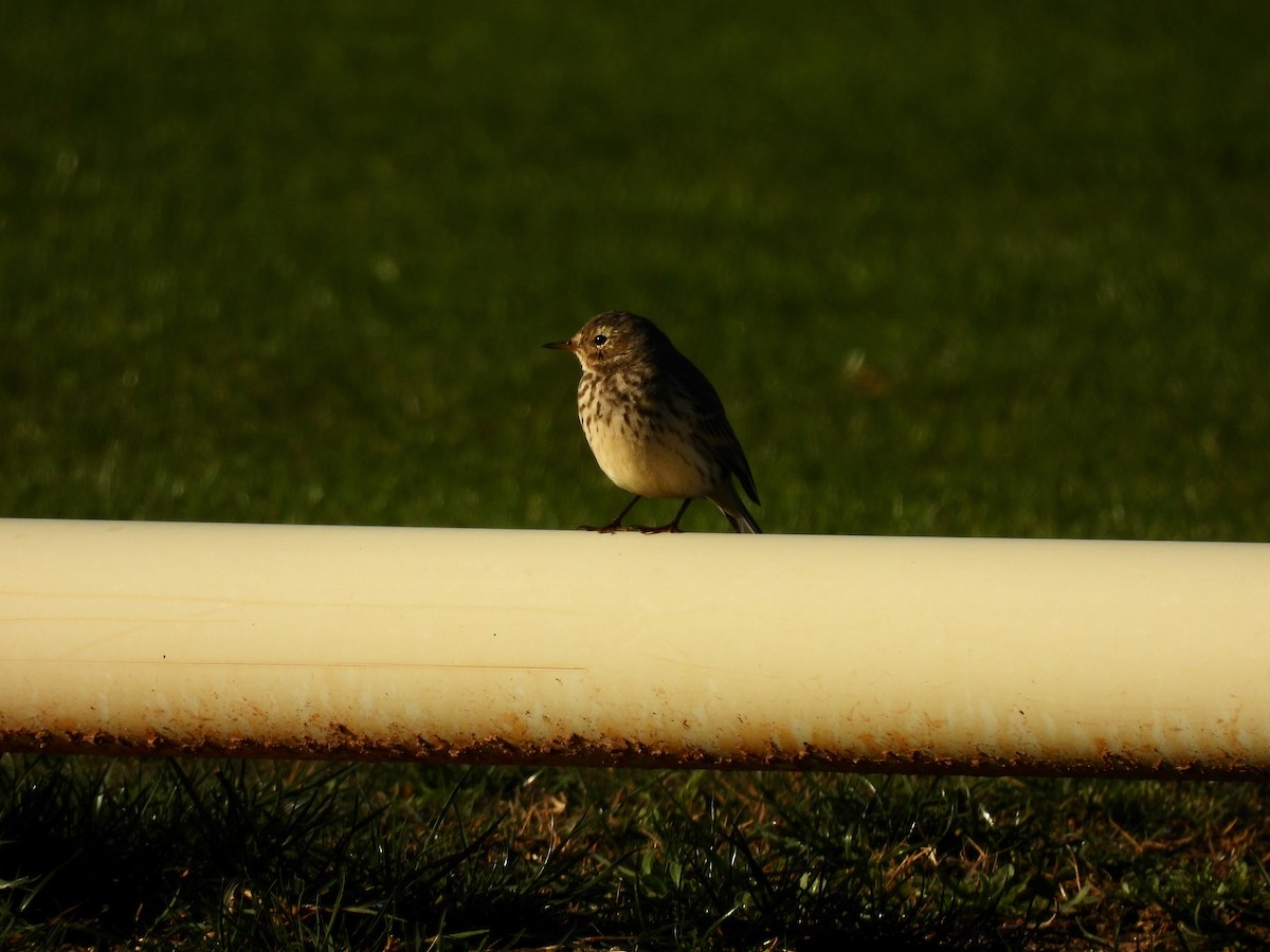 American Pipit - ML646434059