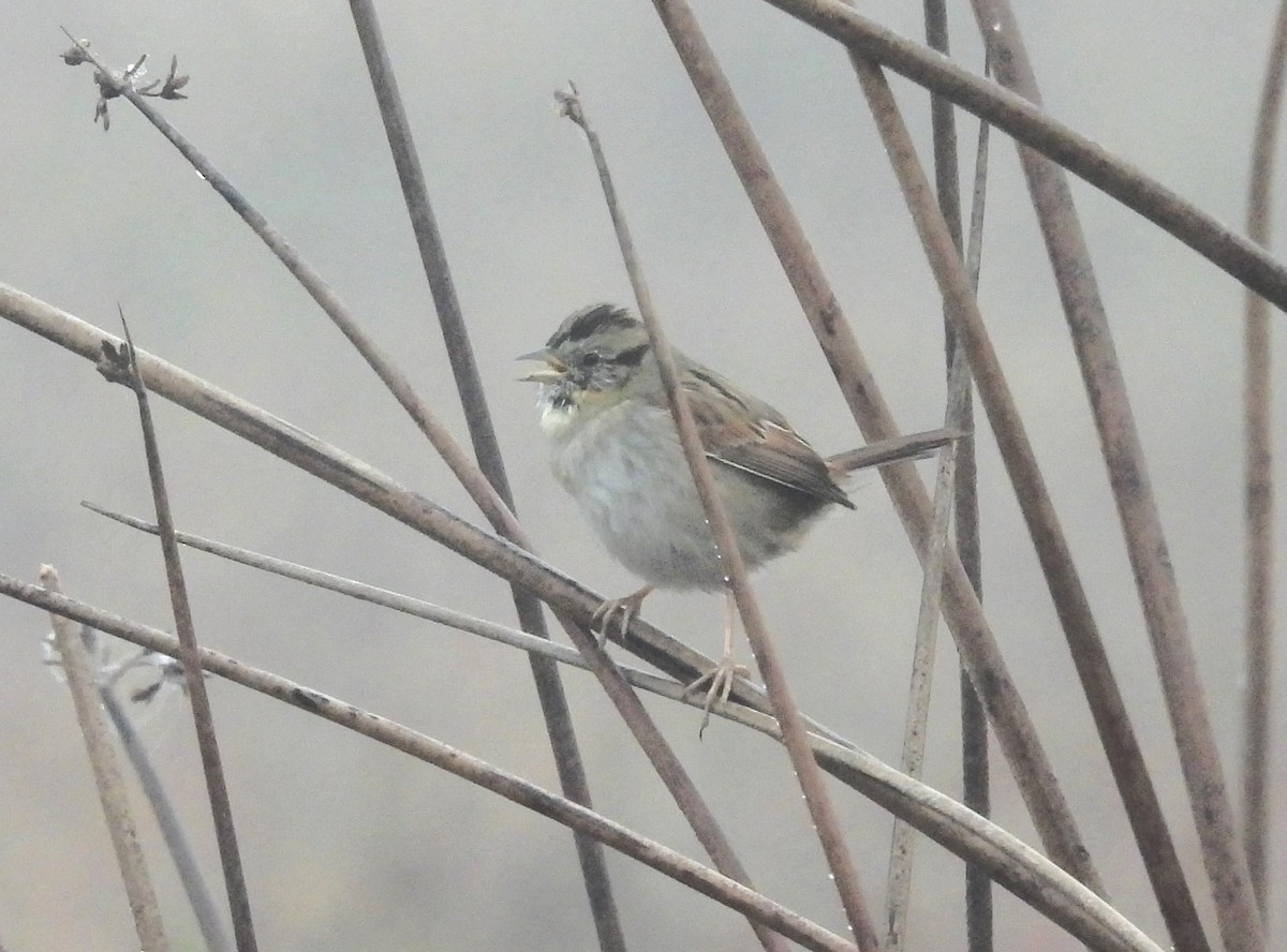 Swamp Sparrow - ML646434060