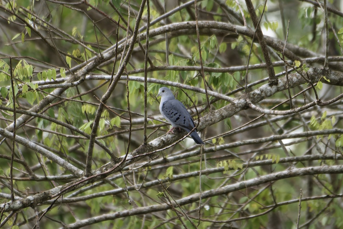 Blue Ground Dove - ML646434062