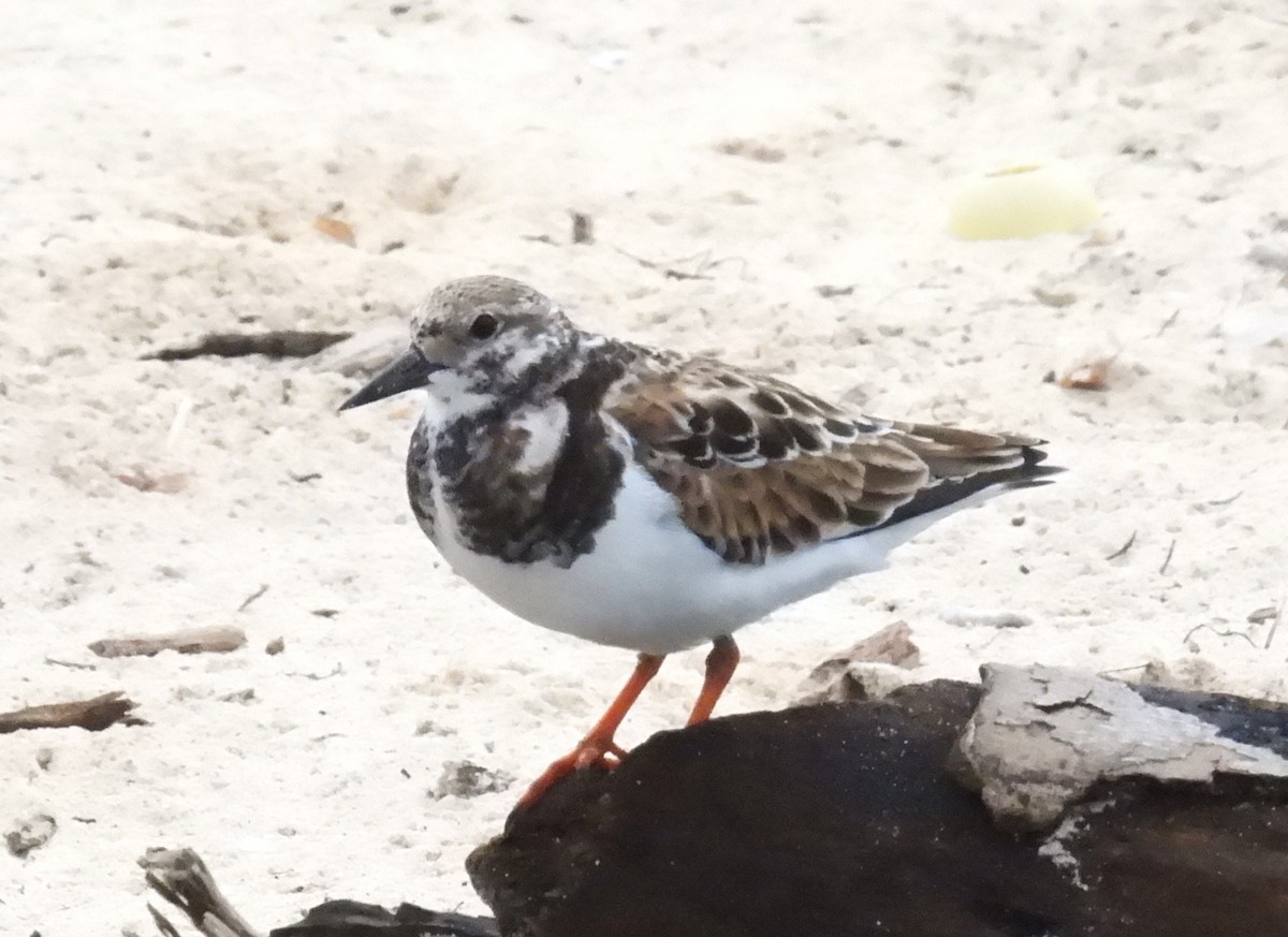 Ruddy Turnstone - ML646434063