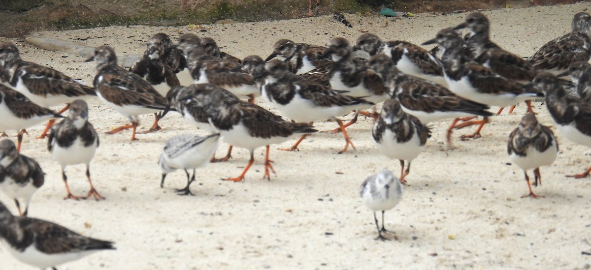Ruddy Turnstone - ML646434064