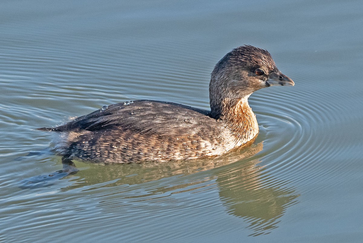 Pied-billed Grebe - ML646434065