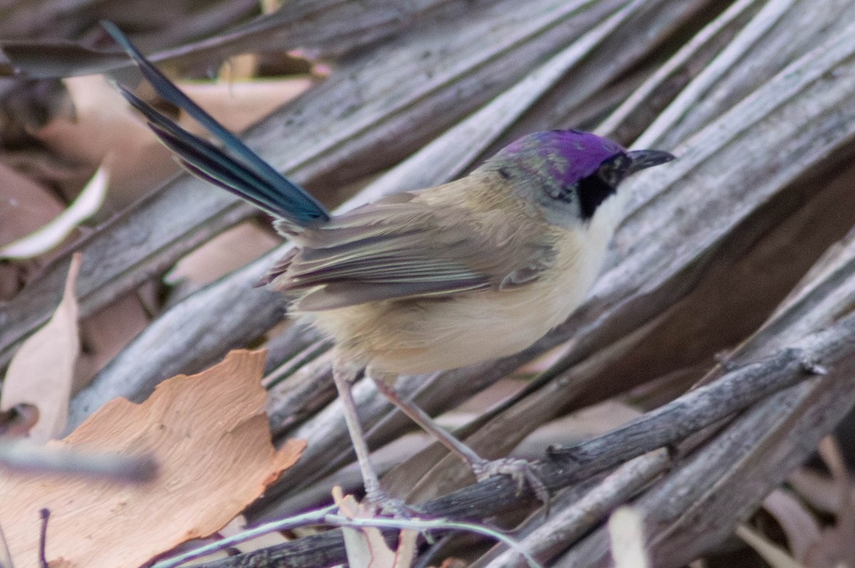 purpurkronealvesmett - ML646434066