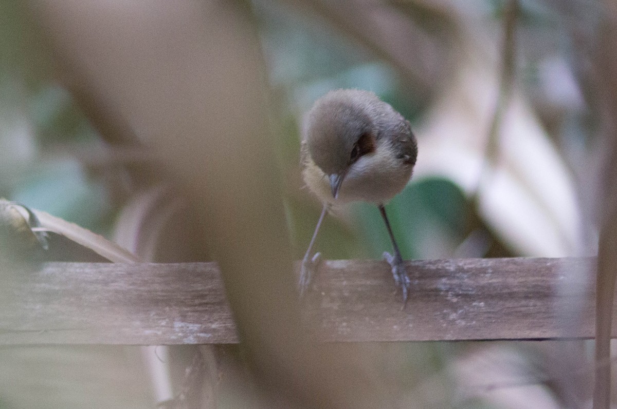 purpurkronealvesmett - ML646434067