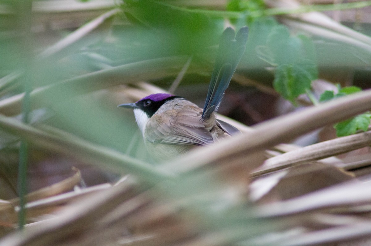 purpurkronealvesmett - ML646434068