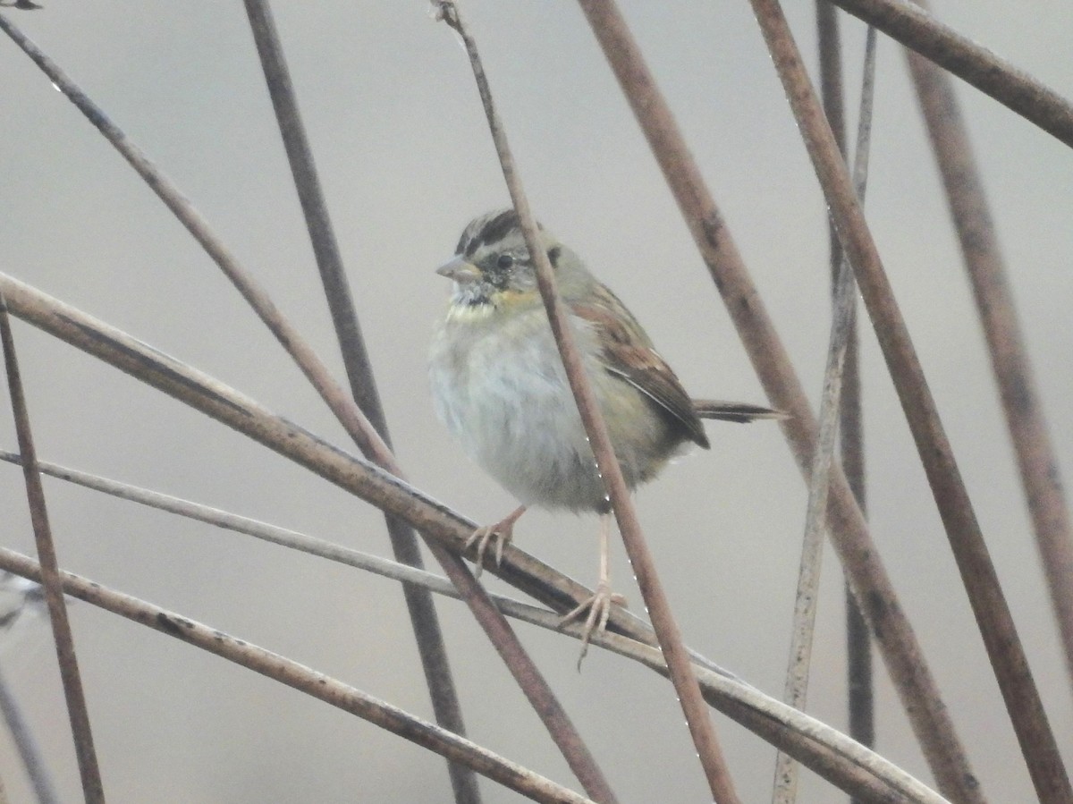 Swamp Sparrow - ML646434069